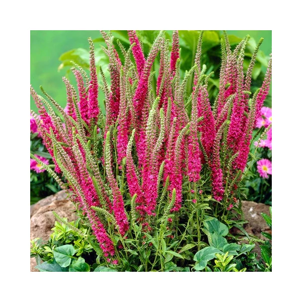 Veronica spicata 'Red Fox'- Veronika CS9