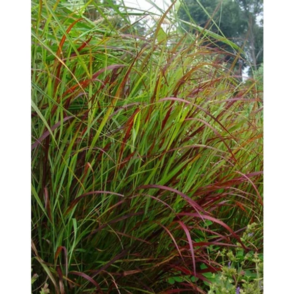 Panicum virgatum 'Shenandoah' – Vesszős köles CS14