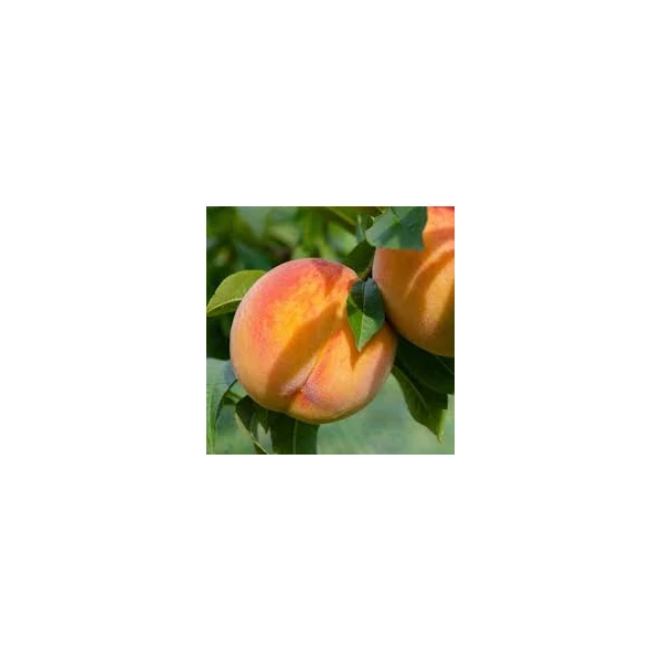 Prunus persica Redhaven - Őszibarack 1/2 törzses K5