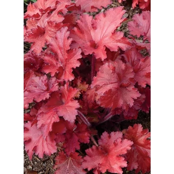 Heuchera Forever Red - Tűzeső Cs15