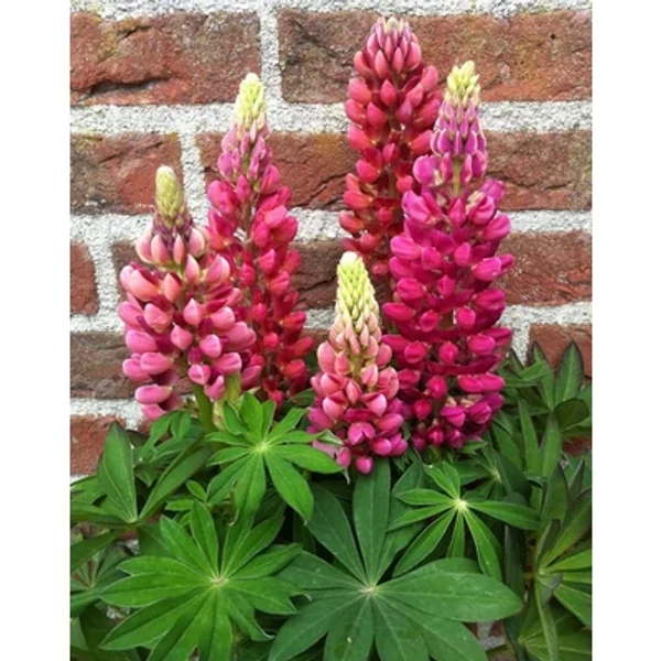 Lupinus polyphyllus 'Lupini Red' – Csillagfürt Cs9