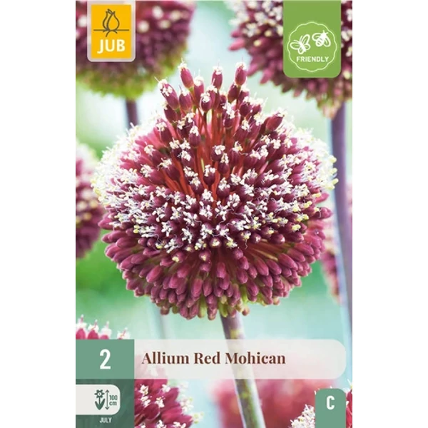 Jub Allium Red Mohican  - Díszhagyma 2 db/cs
