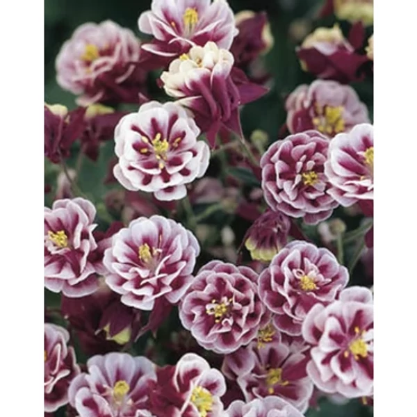 Aquilegia vulgaris 'Winky Double red White' - Kerti harangláb  CS9