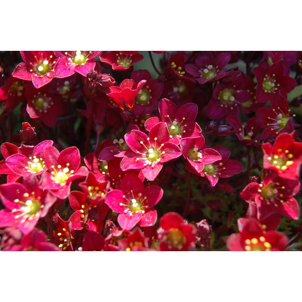 Saxifraga × arendsii ‘Touran Deep Red’ – Kőtörőfű bordó EXTRA CS17