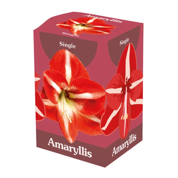 Jub HollandAmaryllis virághagyma 1-db Double Red White dobozban Jub HollandAmaryllis virághagyma 1-db Double Red White dobozban