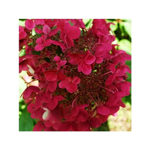 Hydrangea paniculata Wim's Red– Bugás hortenzia K2L 20/40
