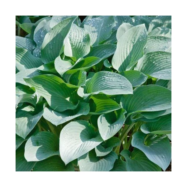 Hosta Krossa Regal- Árnyékliliom CS14