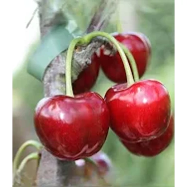 Prunus avium Regina cseresznye 1/2 törzses K10 - Cseresznye