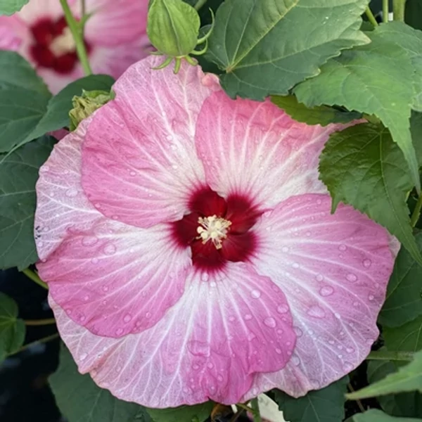 Hibiscus Mocsári Spinderella K3l