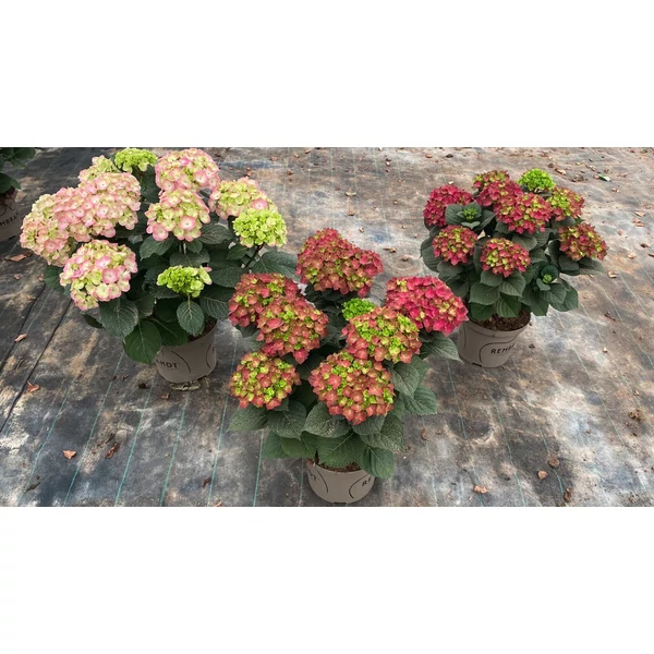 Hydrangea macrophylla Rembrandt - Kerti hortenzia K23 EXTRA