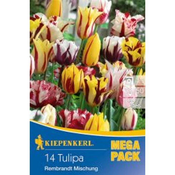 Kiepenkerl Rembrandt Mischung vegyes tulipánhagymák MEGA PACK 14db