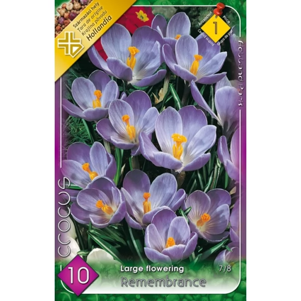 crocus virághagyma Remembrance 8db