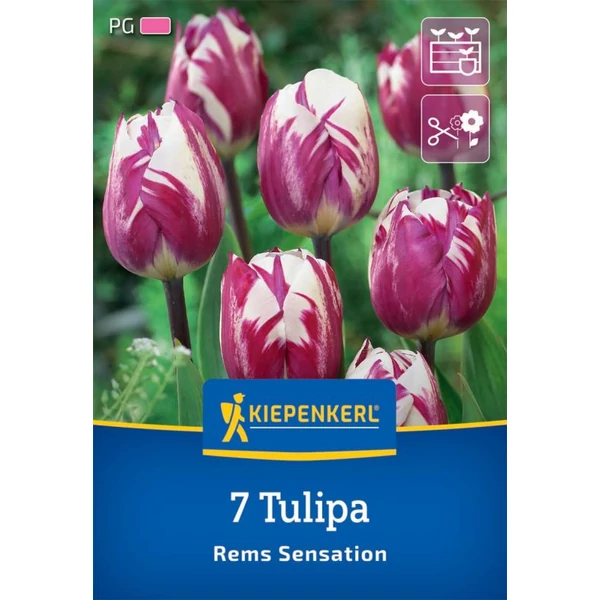 Kiepenkerl Tulipán Rems Sensation 7db