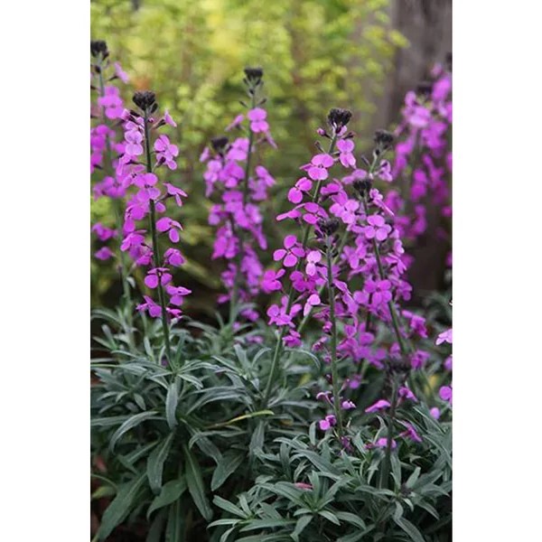 Erysimum hybrida Illatos viola Cs12