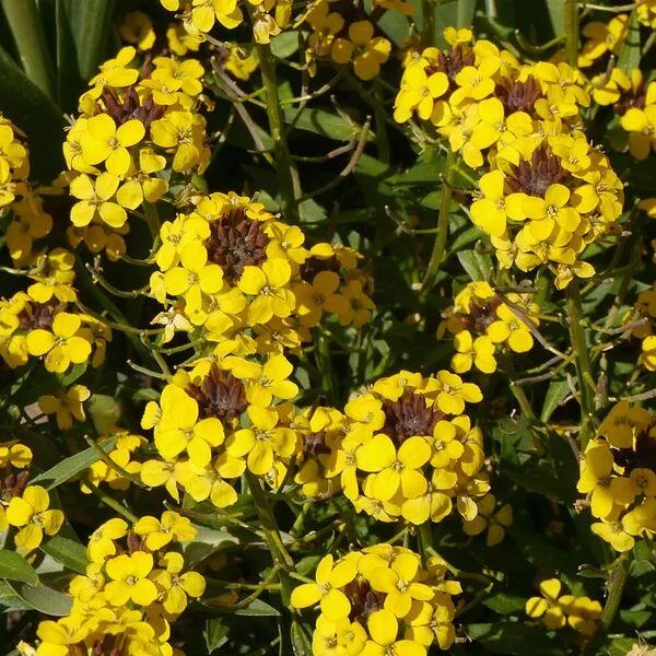 Erysimum Canaries Yellow Repcsény CS14