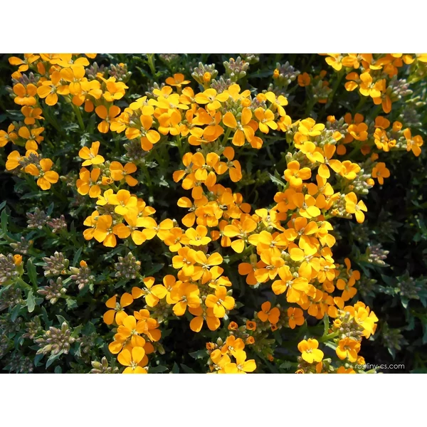 Erysimum pulchellum Altgold-Repcsény CS9