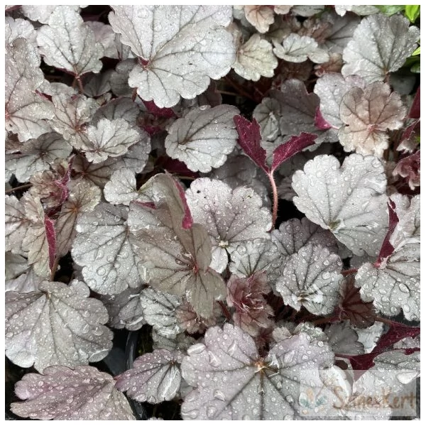 Heuchera Silverberry - Tűzeső Cs14