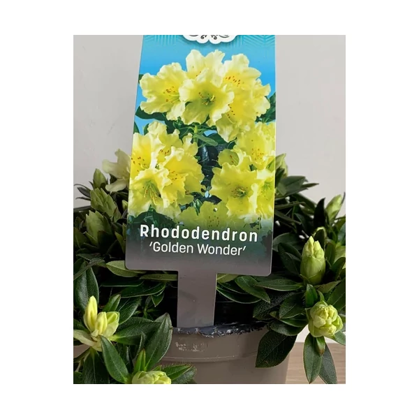 Rhododendron 'Golden Wonder' - Havasszépe CS14