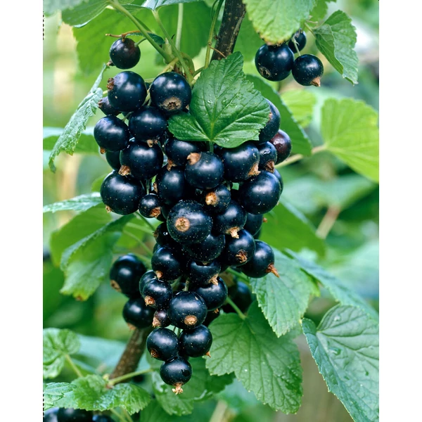 Ribes rubrum  Titania Fekete ribizli K2 30/50