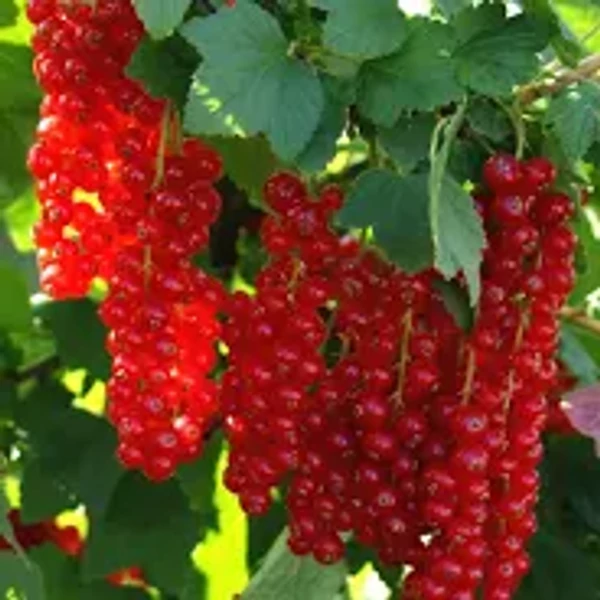 Ribes Piros Ribizke Vessző Jonkheer van Tets