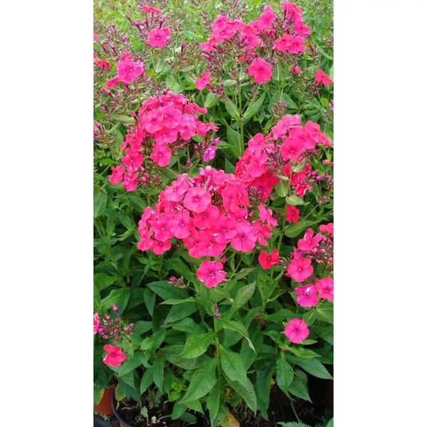 Phlox paniculata Red Riding Hood - Bugás lángvirág D14