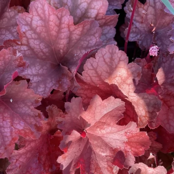 Heuchera Rio - Tűzeső Cs14