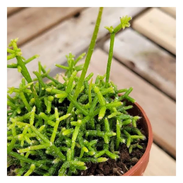 Rhipsalis cereuscula epifita kaktusz