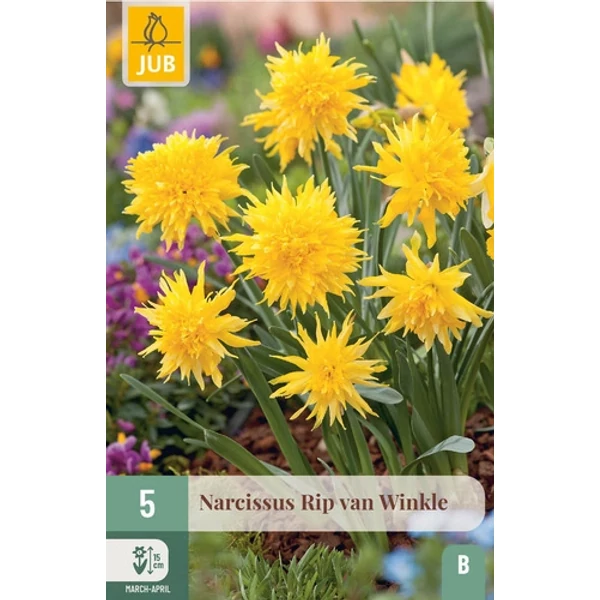 Jub Rip van Winkle - Nárcisz virághagyma 5 db/cs