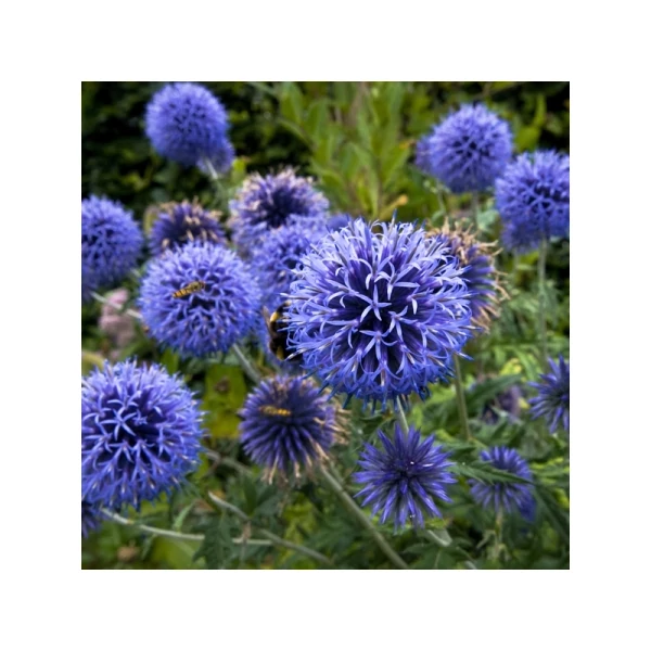 Echinops ritro ssp. ruthenicus 'Platinum Blue'  - Szamárkenyér CS14