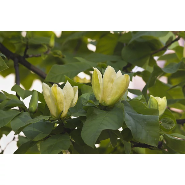 Magnolia ‘Yellow River Bird– Sárga virágú magnólia K10