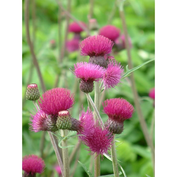 Cirsium rivulare Atropurpureum– csermelyaszat CS15