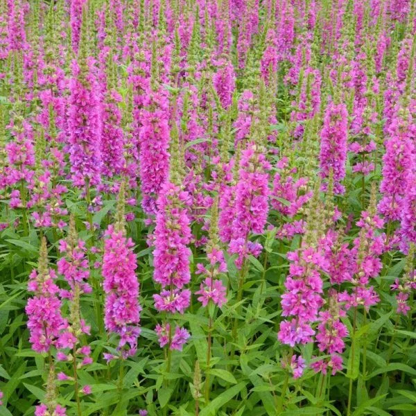 Lythrum Salicaria Robert réti fűzény Cs17