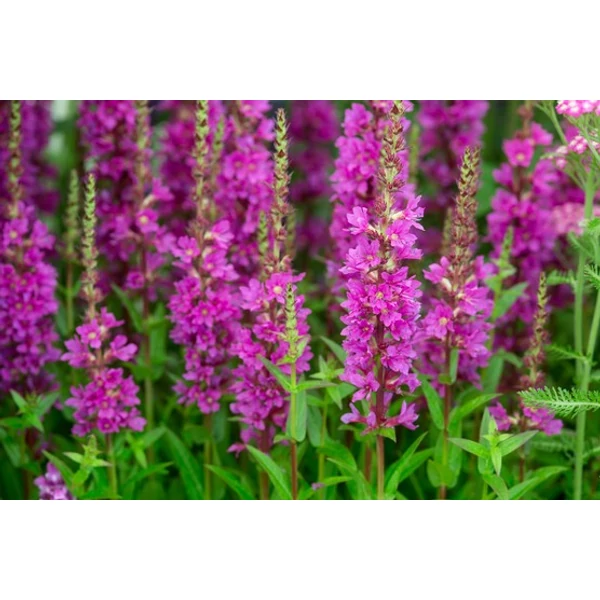 Lythrum Flothrum Robin  réti fűzény Cs14