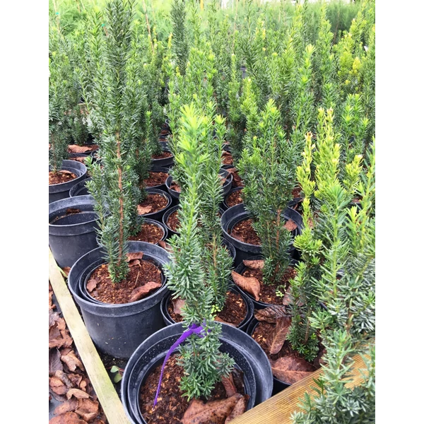 Taxus baccata Fastigiata Robusta - Oszlopos tiszafa 30/40