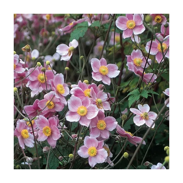 Anemone tomentosa Robustissima - Őszi szellőrózsa, kínai szellőrózsa CS14