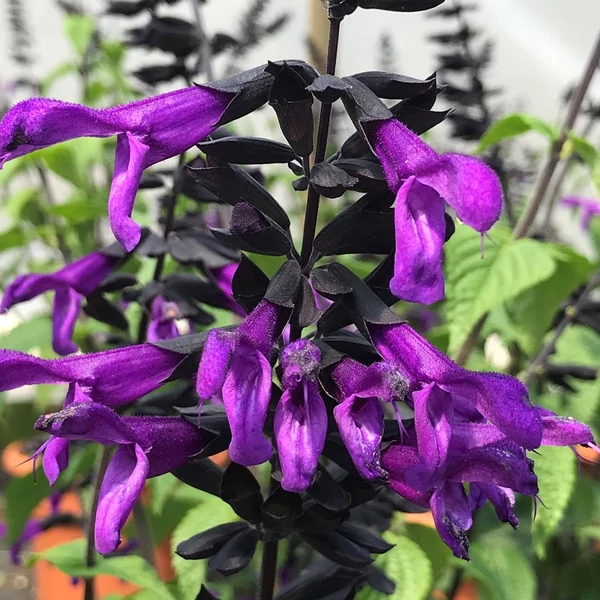 Salvia Rockin Deep Purple - Zsálya K2
