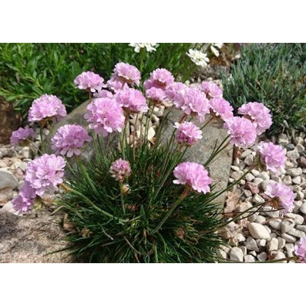 Armeria ‘Röschen’ – borókalevelű pázsitszegfű CS14