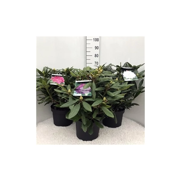 Rhododendron yakushimanum in varieties - Rododendron színmix készlet szerint EXTRA P29
