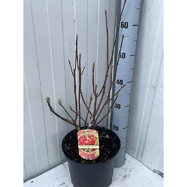 Rhododendron mo fireball Azálea K23l 60cm