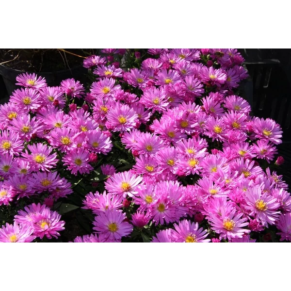 Aster dumosus 'Rosenwichtel' - Törpe őszirózsa