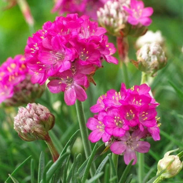 Armeria maritima Armada Rose - Borókalevelű pázsitszegfű
