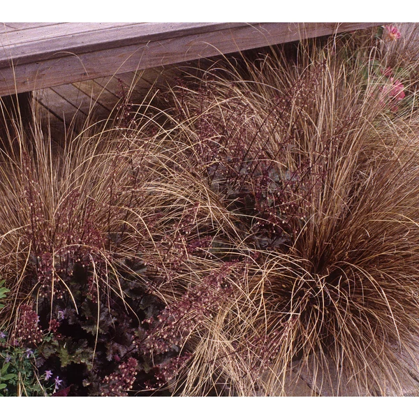 Carex buchananii Red Rooster sás Cs9