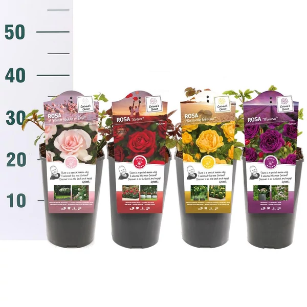 Rosa fragant  - Illatos Bordó parkrózsa BIG K5 1 db