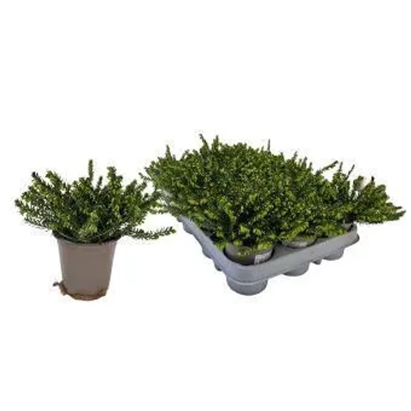 Eric da rosalena- Erika