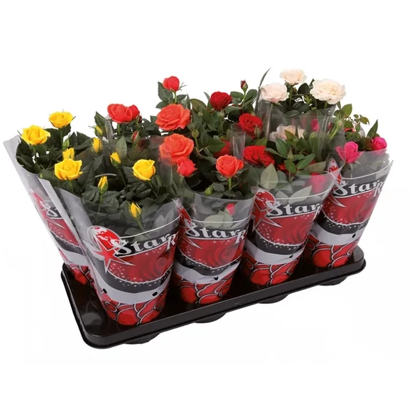 Rosa sp. - szobarózsa vegyes színben Cs10,5cm