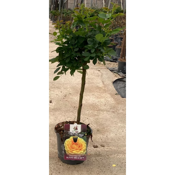 Rosa traditional perfumed mix - Törzses rózsa T90