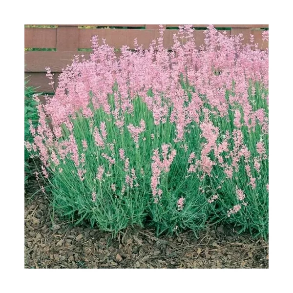 Lavandula angustifolia Rosea- Levendula Cs12