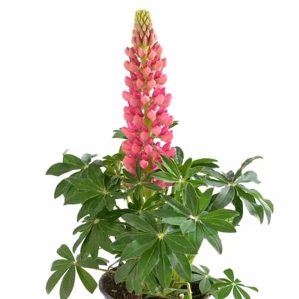 Lupinus polyphyllus 'Legendary Rose Shades' – Csillagfürt Cs9