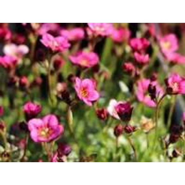 Saxifraga Rosenzwerg - Kőtörőfű CS9