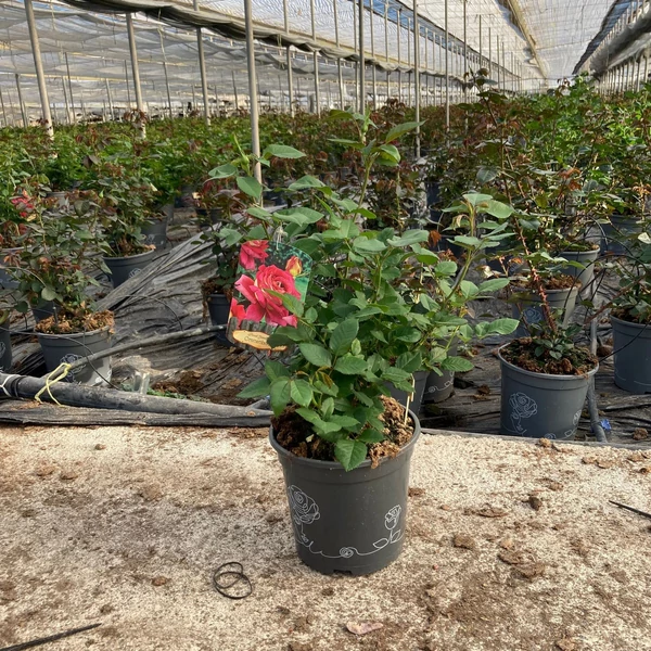 Rosa traditional Perfumed Fragant - Illatos parkrózsa színkeverék P20 SPEC.POT